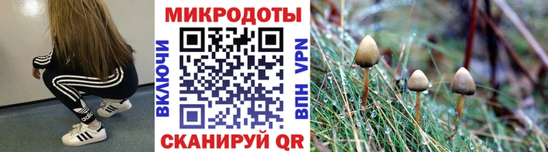 Галлюциногенные грибы Psilocybe  Заполярный 